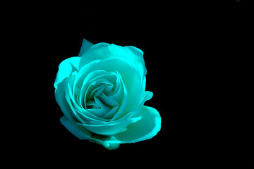 rosebud on monochrome background