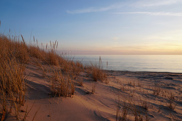 Beach grass on dune