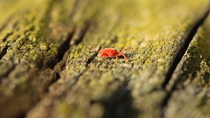 Rote Samtmilbe (Trombidium holosericeum) auf Holz 