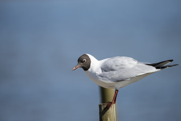 Portrait of Mediterranean Gull Icthyaetus Melanocephalus