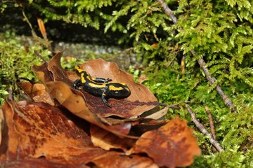 Junger Feuersalamander (Salamandra salamandra) auf Buchenblatt im Nationalpark Kellerwald 