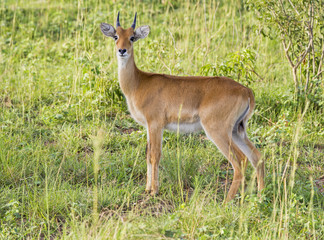Naklejka na ściany i meble Young impala at the Murchison Falls National Park in Uganda, Africa