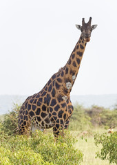 Big giraffe with neck injures in the Murchison Falls National Park in Uganda, Africa