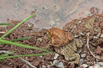 Erdkrötenpaar (Bufo bufo) erreicht das Laichgewässer 