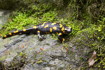 Feuersalamander