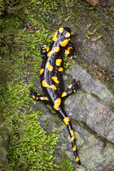 Feuersalamander von oben
