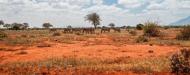 Zebras in Tsavo East