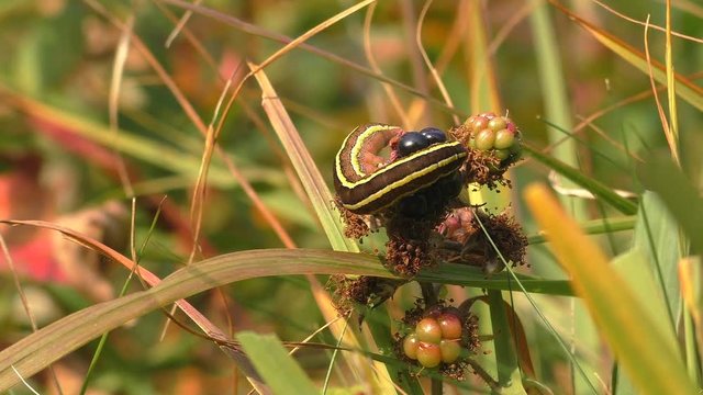 Striped caterpillar is changing its position on half eaten ripe blackberry fruit surrounded by autumn coloured grass blades in the wild