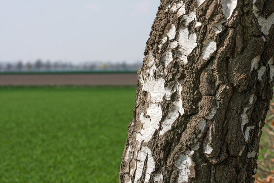 Birke am Feldrand