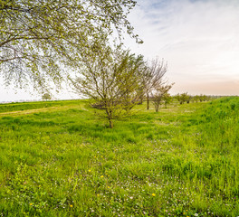 Obraz premium garden with trees and flowers in the countryside