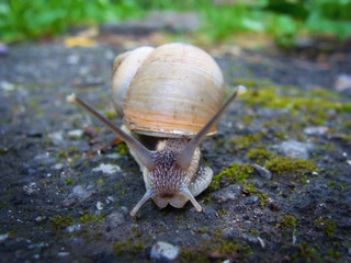 Curious snail in the garden, on the road.