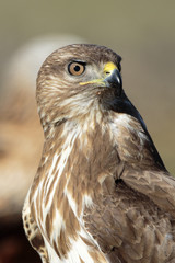 Buzzard (Buteo buteo) portrait