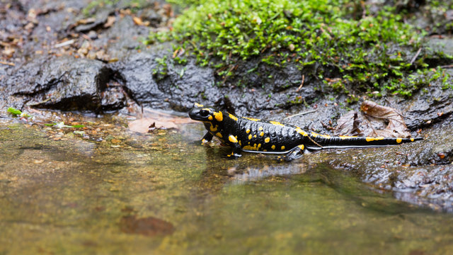 Feuersalamander am Wasser