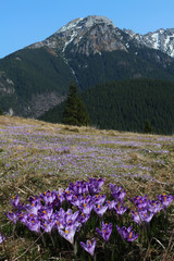 Spring snow melt and in the Carpathian valleys grow beautiful alpine flowers, crocus