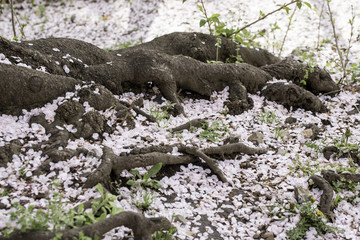 桜の木の下