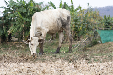 white cow stand on dry country field