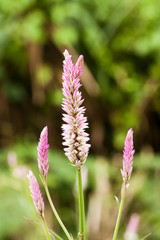 Celosia, Plumed celosia, Wool flower, Red fox