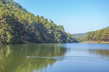 Black swan swimming in the lake at Pang Oung, Mae Hong Son