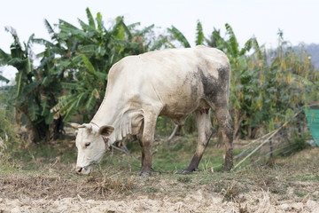 white cow stand on dry country field