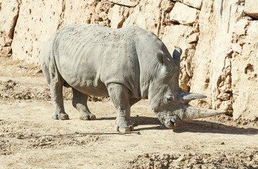 Obraz premium White rhinoceros in the wild