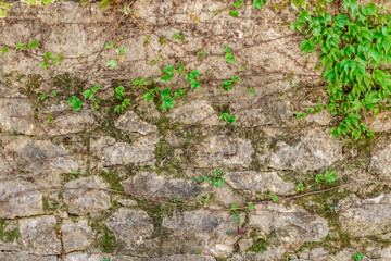 Зеленое, вьющееся растение на старой каменной стене....