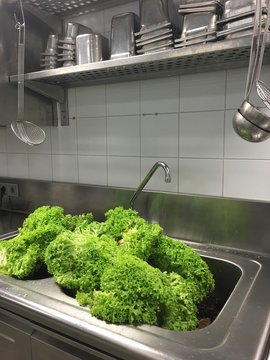 Washing Lettuce In The Kitchen