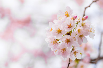 Sakura or cherry blossom flower full bloom in spring season.