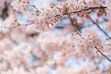 Sakura or cherry blossom flower full bloom in spring season.