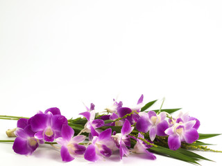 Fototapeta na wymiar Thailand orchid, Purple color isolated on white background.