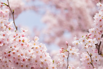 Soft tone of sakura or cherry blossom flower full bloom in sprin