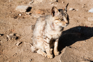 cat sunbathing in the morning
