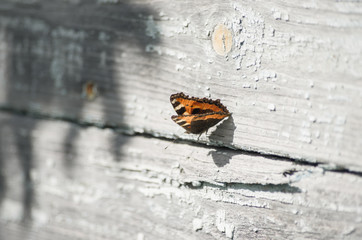 Fototapeta na wymiar Kleiner Fuchs Schmetterling an Holz