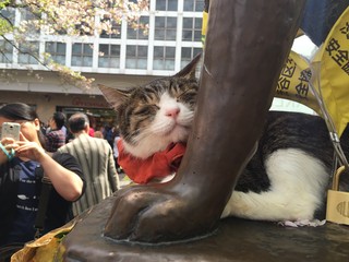 渋谷駅前忠犬ハチ公の像で寝てる猫
