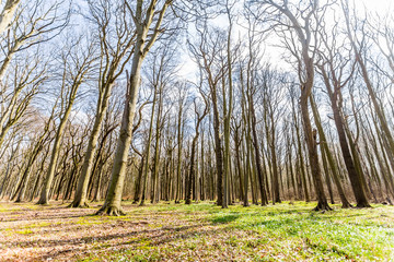 wald bei Nienhagen