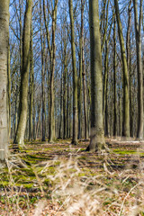 wald bei Nienhagen