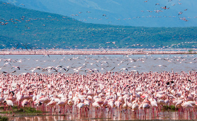 Obraz premium Hundreds of thousands of flamingos on the lake. Kenya. Africa. Nakuru National Park. Lake Bogoria National Reserve. An excellent illustration.