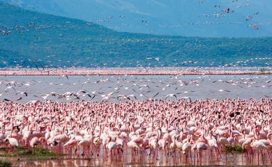 Photo sur Plexiglas Flamant Hundreds of thousands of flamingos on the lake. Kenya. Africa. Nakuru National Park. Lake Bogoria National Reserve. An excellent illustration.