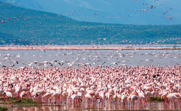 Fototapeta Hundreds of thousands of flamingos on the lake. Kenya. Africa. Nakuru National Park. Lake Bogoria National Reserve. An excellent illustration.