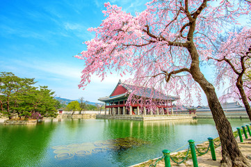 Naklejka premium Pałac Gyeongbokgung z kwitnącą wiśnią wiosną, Korea Południowa.