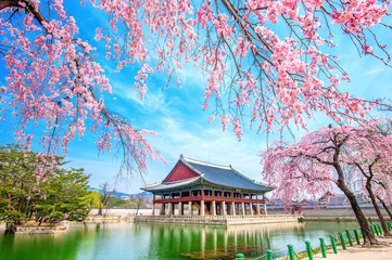 Printed kitchen splashbacks Cherryblossom Gyeongbokgung Palace with cherry blossom in spring,South Korea.