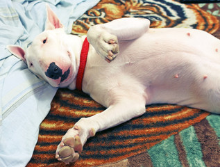 Sleeping white English Bull Terrier
