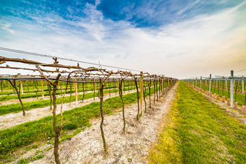 Leafless vineyards in rows toward the horizon