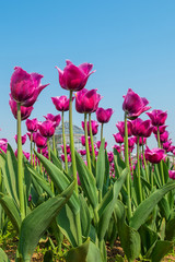 Colorful tulips, tulips in spring.