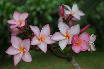 pink plumeria flowers