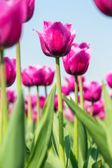 Colorful tulips, tulips in spring.