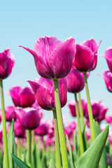 Colorful tulips, tulips in spring.