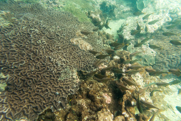 Naklejka na ściany i meble group of coral fish in the sea