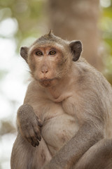 Naklejka premium Ritratto di una scimmia comica