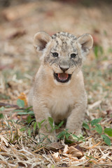 cub of lion