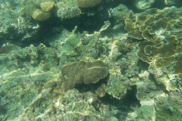 coral reef on the ground and underwater view